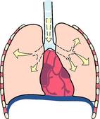 respiration diaphragmatique étape1