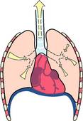 Respiration diaphragme étape 2